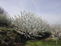 La floración en el Valle del Jerte se adelanta