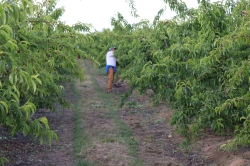 La Junta adjudica el servicio técnico para estudiar la viabilidad de la transformación en regadío de Arroyo del Campo y Los Quintos