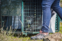 La Junta inicia la campaña de sueltas de lince con la liberación de dos ejemplares en el Valle de Matachel