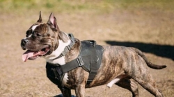 La Policía interpone sanciones por un total de 16.252 euros por cuestiones relacionadas con perros de razas potencialmente peligrosas
