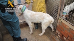 Desarticulan un núcleo zoológico de Cáceres donde practicaron a 107 perros operaciones prohibidas en España