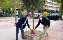 El Ayuntamiento invita a la ciudadanía a colaborar en el cuidado del arbolado de la ciudad a través de la campaña Green City Makers