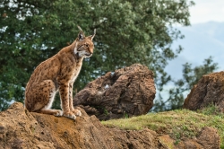 En busca del lince ibérico, un safari de lujo sin tiros