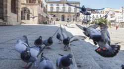 Adjudican el contrato para la retirada de palomas de la zona monumental