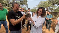 Olga García asiste a la liberación de 15 milanos reales en Valencia del Mombuey