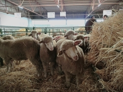 La Diputación de Badajoz finaliza su participación en la Feria Agroganadera de Trujillo con un remate cercano a los 8.500 euros