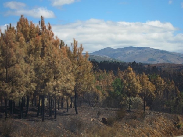 El festival solidario 'Reverdeceremus' recauda fondos para los afectados por el incendio en Sierra de Gata
