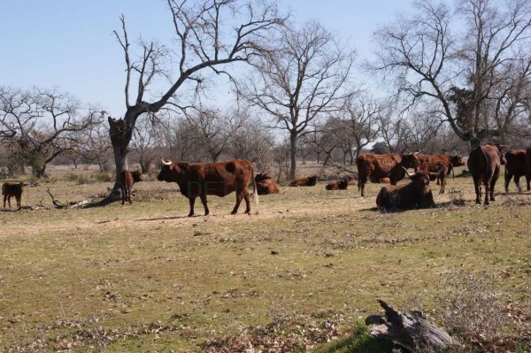 Vacas de raza retinta del Centro de Formación del Medio Rural de Navalmoral de la Mata reciben el segundo premio de vaca conjunto en la Feria de Zafra