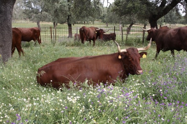 Investigadores de CICYTEX evaluará cómo afecta el estrés del animal antes del sacrificio a la calidad de la carne