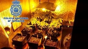 Detenidos ocho miembros un grupo dedicado a distribuir maribuana en Cáceres y Plasencia