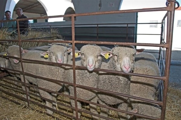 Diputación de Cáceres abre el plazo para pedir merino precoz