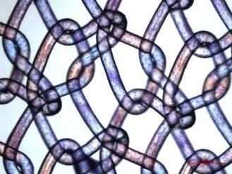 Investigan células madre para mejorar la biocompatibilidad de mallas quirúrgicas y eliminar inflamaciones en el paciente