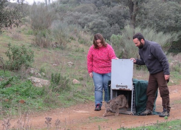 Liberado el primer lince ibérico de Extremadura en 2016