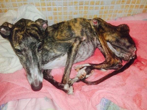 Mérida y Cáceres se manifestarán el domingo contra la caza con galgos