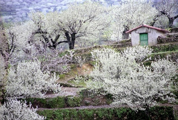 El Valle del Jerte prepara el Cerezo en Flor