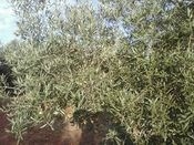UPA-UCE reivindica que se habilite una ayuda asociada al olivar tradicional