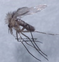 Detectada una especie de Leishmania no descrita antes en España