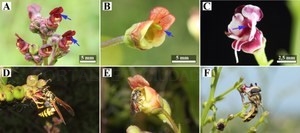 Los últimos estudios han revelado la transformación de estambres en estructuras vestigiales sin ninguna función en una especie y la adquisición de nue