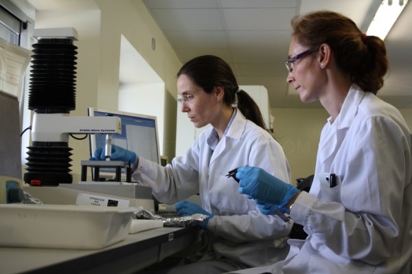 Cicytex desarrollará un Proyecto sobre Estrategias de Sostenibilidad Transferibles el Ibérico (ESTRIBER)