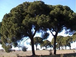 El polen de los pinos, buen indicador del cambio climático en España