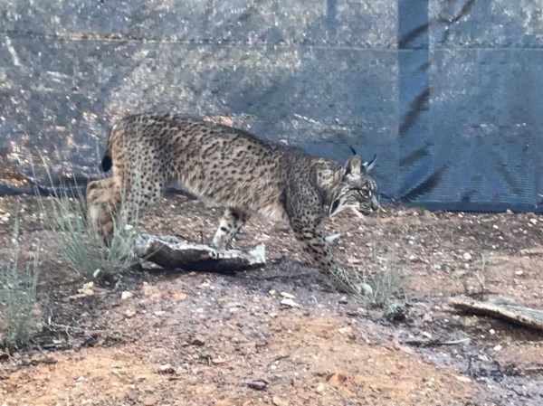 El Centro de Recuperación de Fauna Silvestre ‘Los Hornos’ acoge dos nuevos linces ibéricos procedentes de Zarza de Granadilla.