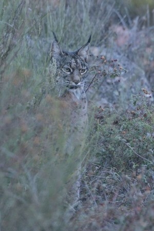 Los dos nuevos linces del Centro de Recuperación de ‘Los Hornos’ están superando sin dificultades la fase de adaptación a su nuevo entorno.