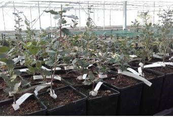 En Malpartida de Plasencia, se lleva a cabo una plantación experimental de encinas y alcornoques resistentes a la seca.
