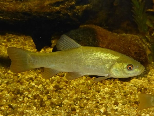 Extremadura trabaja en la producción de la tenca ecológica.