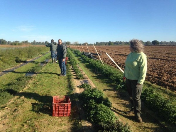 El CICYTEX trabaja en un proyecto para que las plantas aromáticas y medicinales sean una alternativa de cultivo en Extremadura.