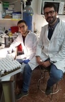 Desarrollan mediante algoritmos un modelo para analizar la localización de centriolos en la célula.