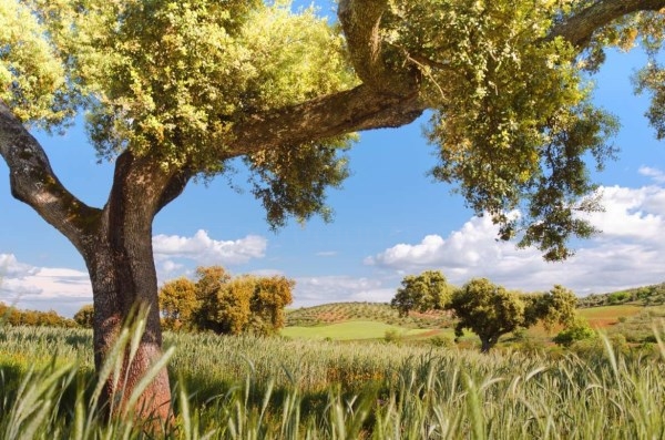 El DOE publica el decreto de ayudas a zonas con limitaciones naturales u otras limitaciones específicas en Extremadura.
