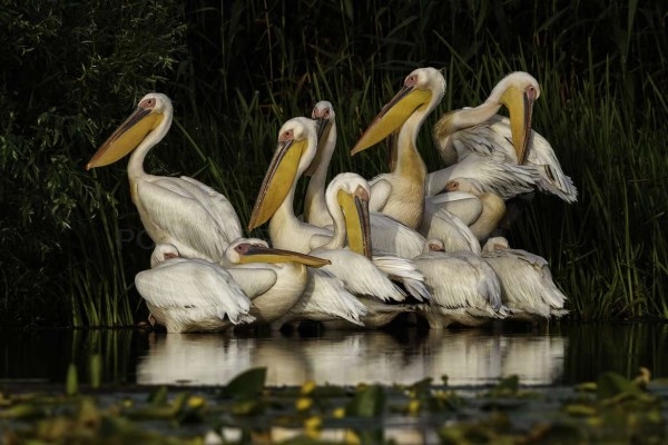 La Feria Internacional de Turismo Ornitológico anuncia los ganadores del Concurso de Fotografía de Naturaleza ‘Las Aves Silvestres’.