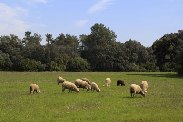 La Junta de Extremadura abona las ayudas al ovino extremeño.