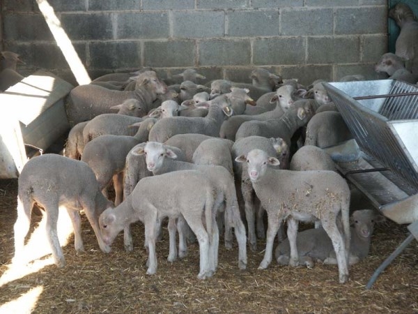 DOE publica la propuesta de resolución de ayuda a la mejora y modernización de las explotaciones agrarias.