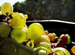 La Junta de Extremadura abona más de 13 millones de euros de ayudas asociadas y agroambientales.