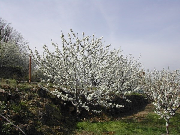 La floración en el Valle del Jerte se adelanta