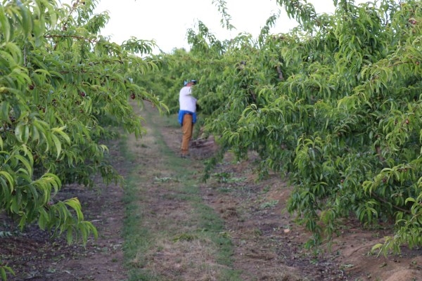 La Junta adjudica el servicio técnico para estudiar la viabilidad de la transformación en regadío de Arroyo del Campo y Los Quintos