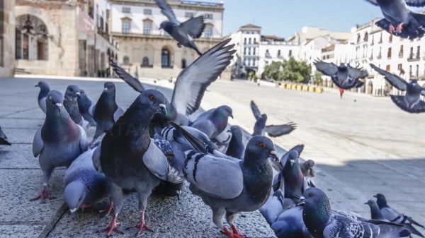 Cáceres sacará de sus calles a miles de palomas