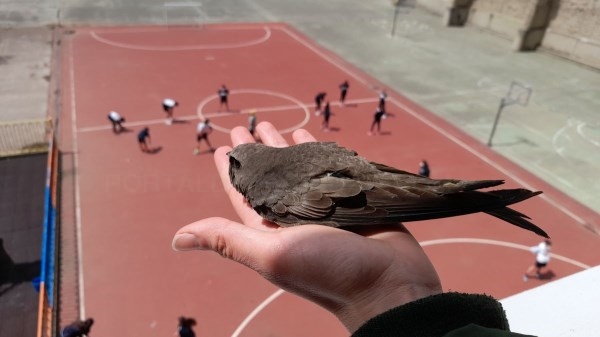 Cáceres da alas a los vencejos