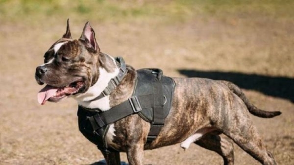 La Policía interpone sanciones por un total de 16.252 euros por cuestiones relacionadas con perros de razas potencialmente peligrosas