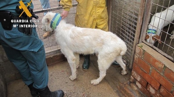 Desarticulan un núcleo zoológico de Cáceres donde practicaron a 107 perros operaciones prohibidas en España