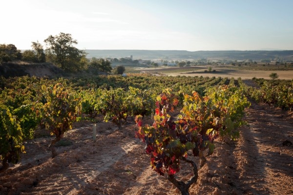 Vino, cultura y naturaleza siguiendo el cauce del río Duero