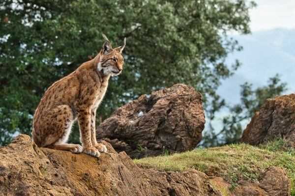 En busca del lince ibérico, un safari de lujo sin tiros