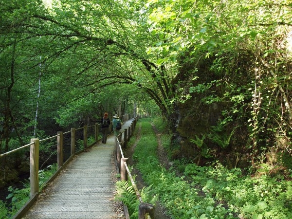 Avistamiento del oso pardo, una excelente excusa para recorrer los Parques Naturales de Asturias