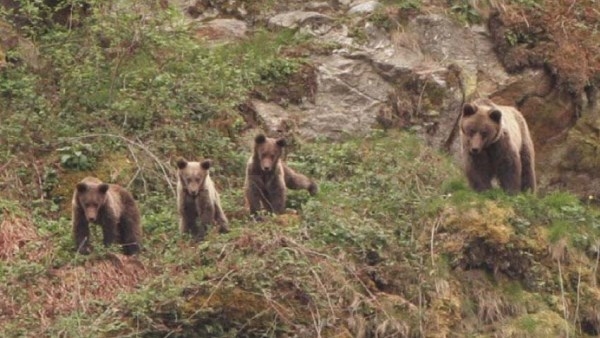 España es líder europeo en espacios protegidos, biodiversidad y recuperación de especies en peligro