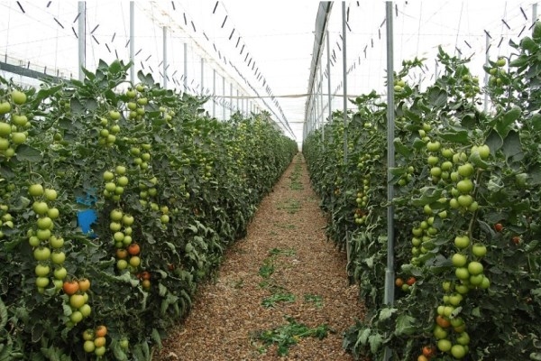 Conseguir un buen tomate no es tan fácil como parece