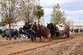 XIX concurso de tiro y arrastre