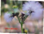 Exposició de fotografia, Macrocuriositats