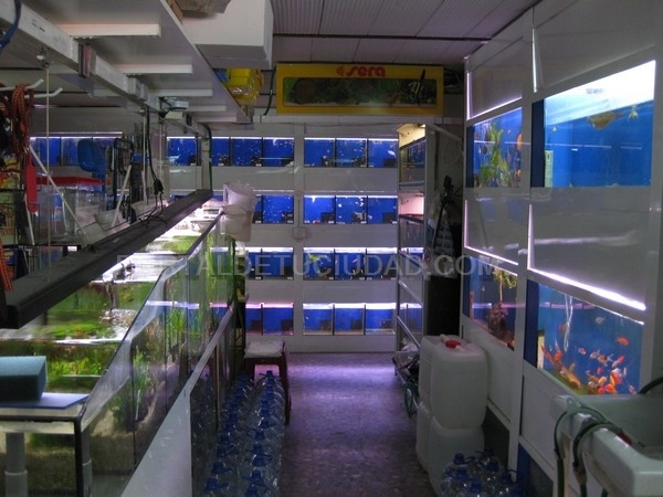 Don Perico - Mascotas Alzira