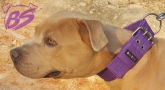 Arneses para perros